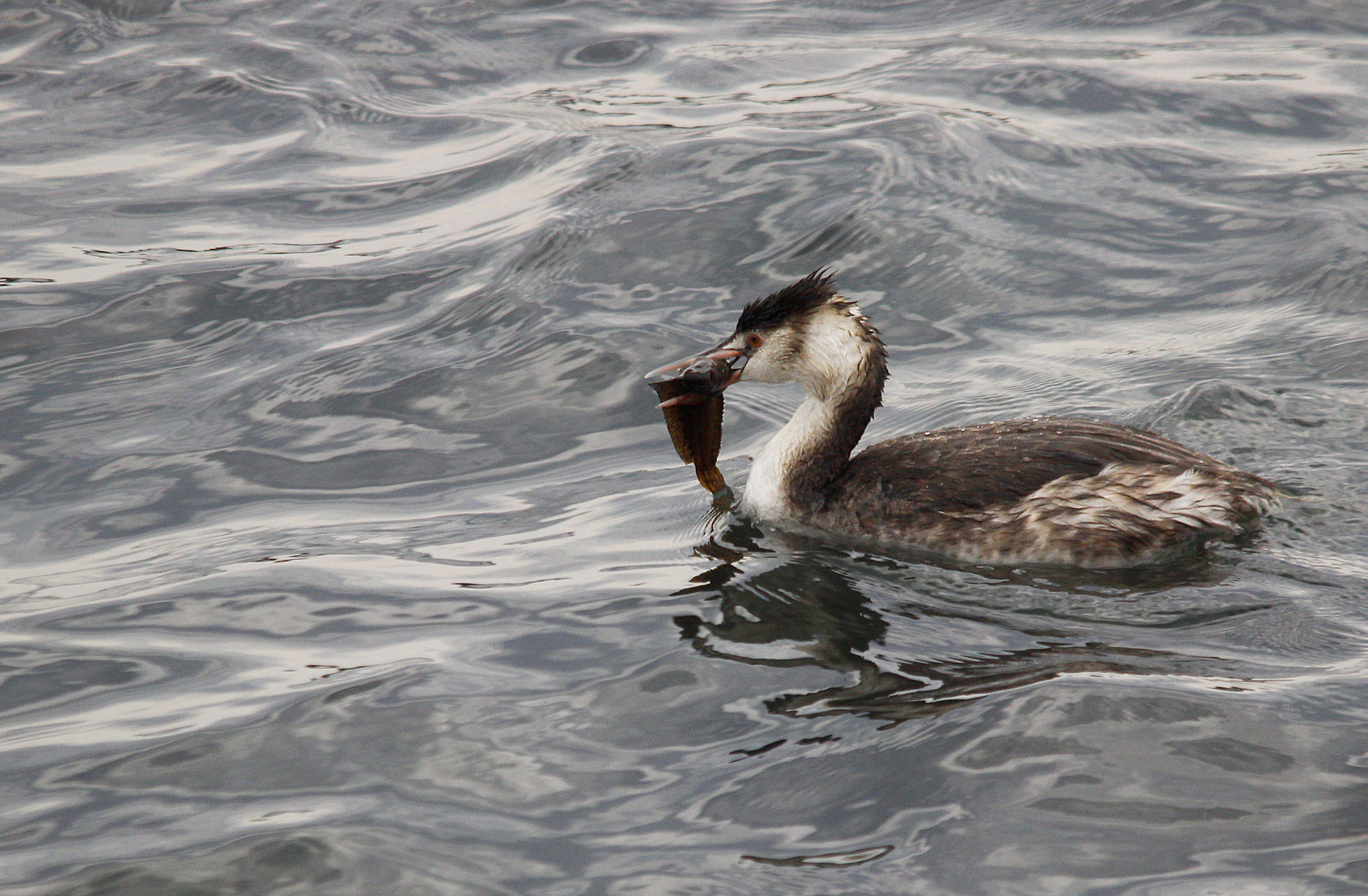 Great Crested Grebe